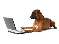 NLP Fun - Dog with laptop