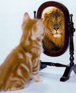 social consciousness cat into lion