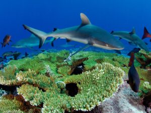 shark on reef